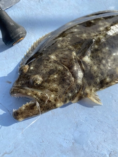 ヒラメの釣果