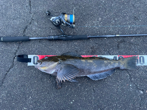 アイナメの釣果