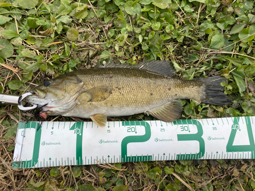 スモールマウスバスの釣果