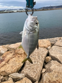 メッキの釣果