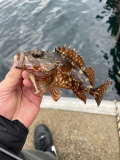 アラカブの釣果