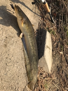 ニホンナマズの釣果