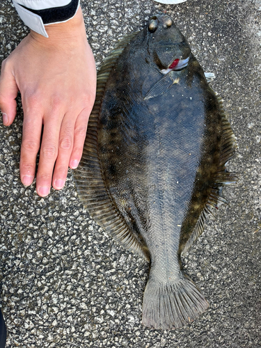 カレイの釣果