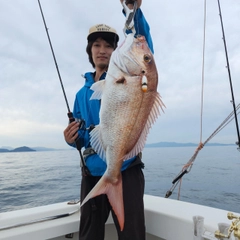 マダイの釣果