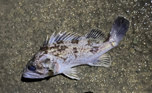 クロソイの釣果