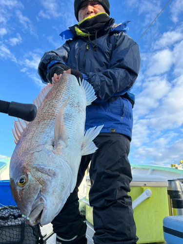 マダイの釣果