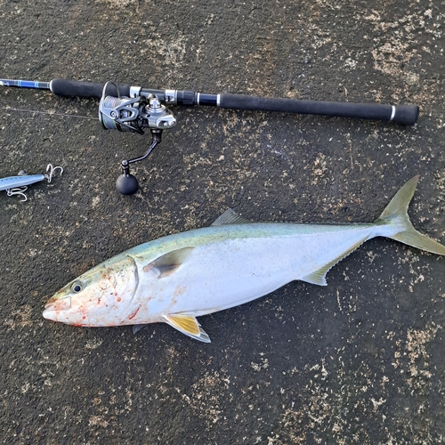 イナダの釣果