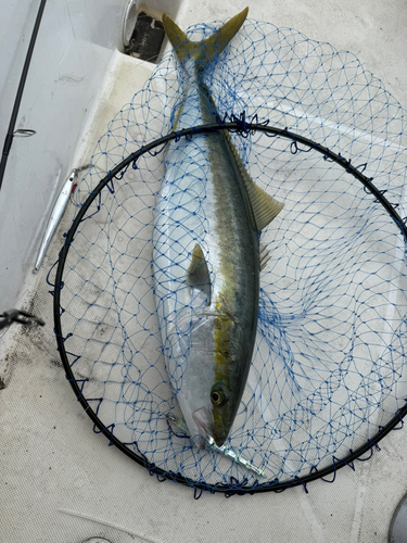 ブリの釣果