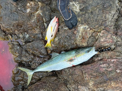 ブリの釣果