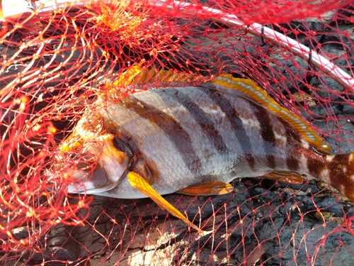 タカノハダイの釣果