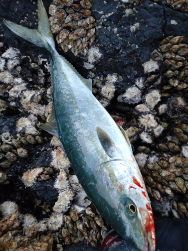 ハマチの釣果