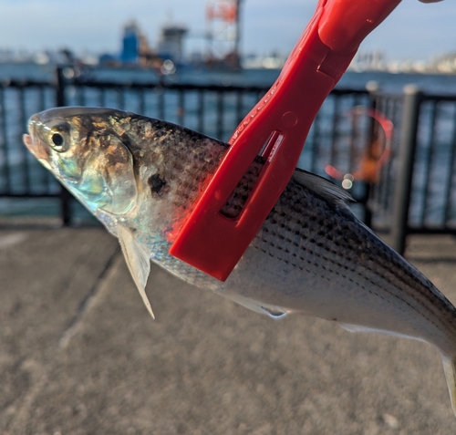 コノシロの釣果