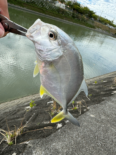 メッキの釣果