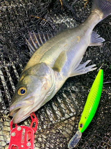 フッコ（マルスズキ）の釣果