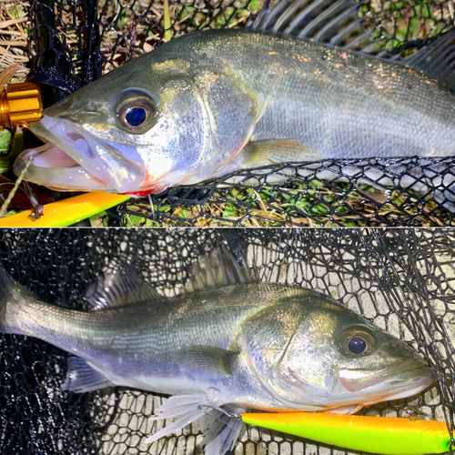 セイゴ（マルスズキ）の釣果