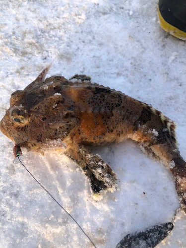 カジカの釣果