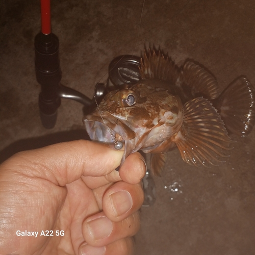 カサゴの釣果