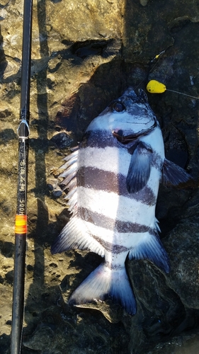 イシダイの釣果