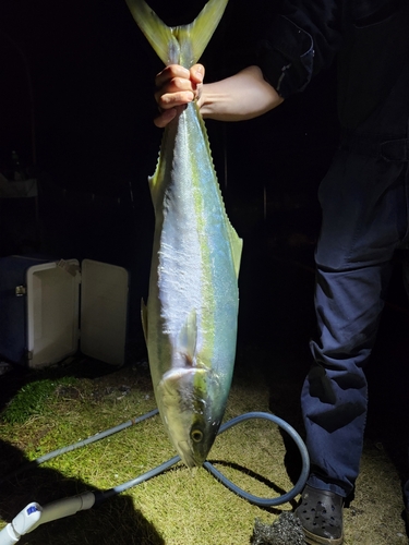 ブリの釣果