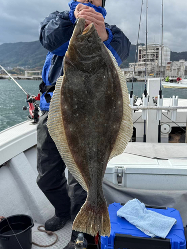 ヒラメの釣果