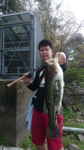 ブラックバスの釣果