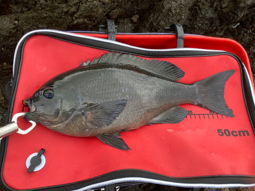 グレの釣果