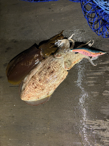 コウイカの釣果