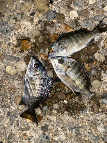 チヌの釣果