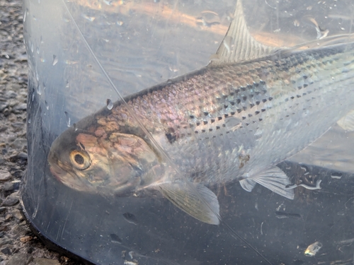 コノシロの釣果