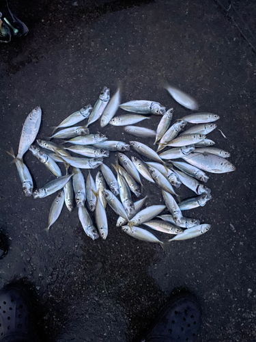 アジの釣果