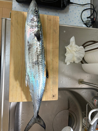 サゴシの釣果