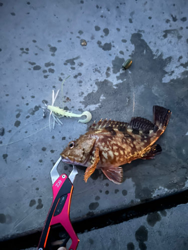 カサゴの釣果