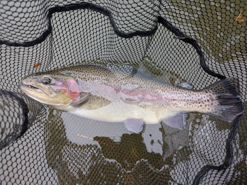 ニジマスの釣果