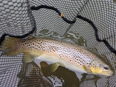 ブラウントラウトの釣果