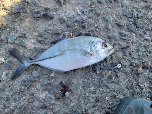 メッキの釣果