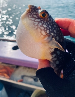 コモンフグの釣果