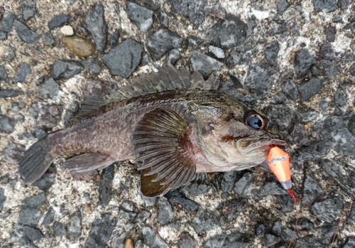 ムラソイの釣果