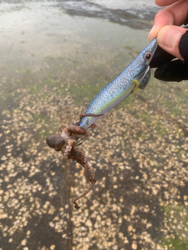 タコの釣果