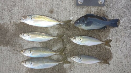 アジの釣果