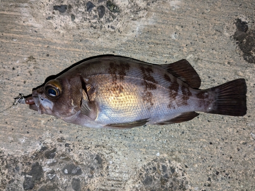 メバルの釣果