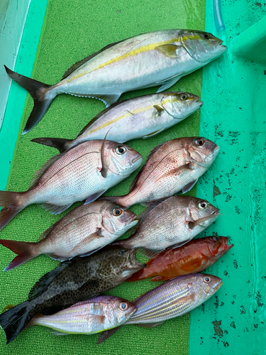 マダイの釣果