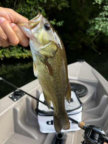 ラージマウスバスの釣果