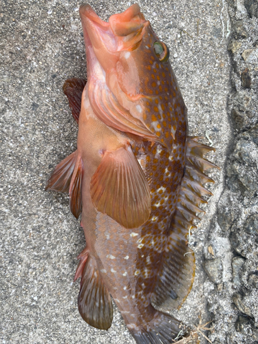 アコウの釣果