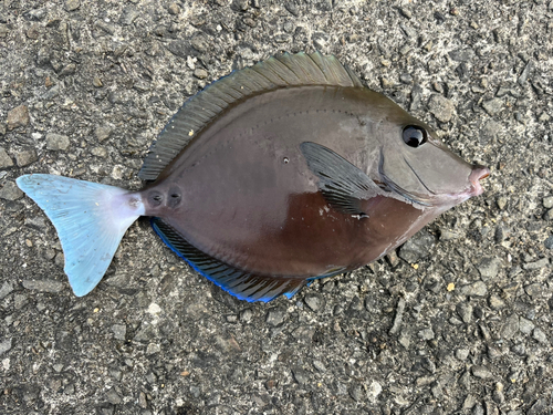 サンノジの釣果