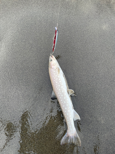 アメマスの釣果