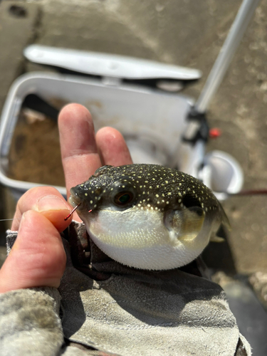 クサフグの釣果