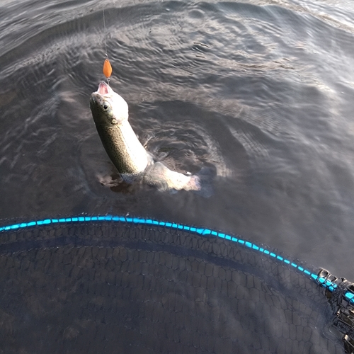 ニジマスの釣果