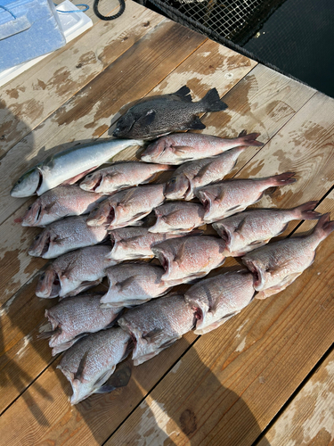 マダイの釣果