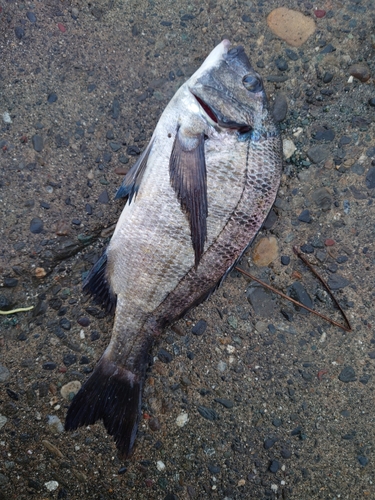 クロダイの釣果