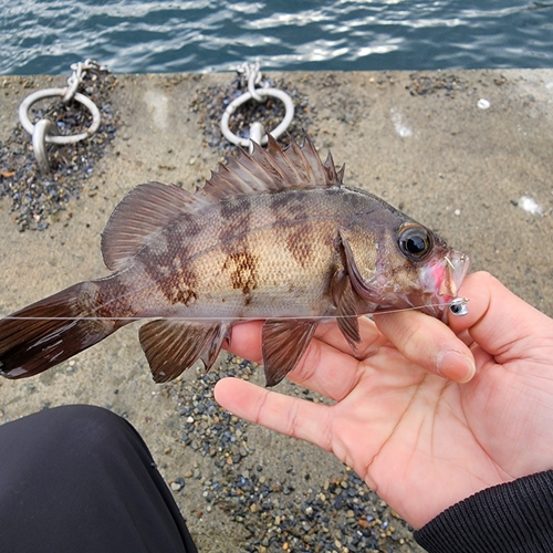 メバルの釣果